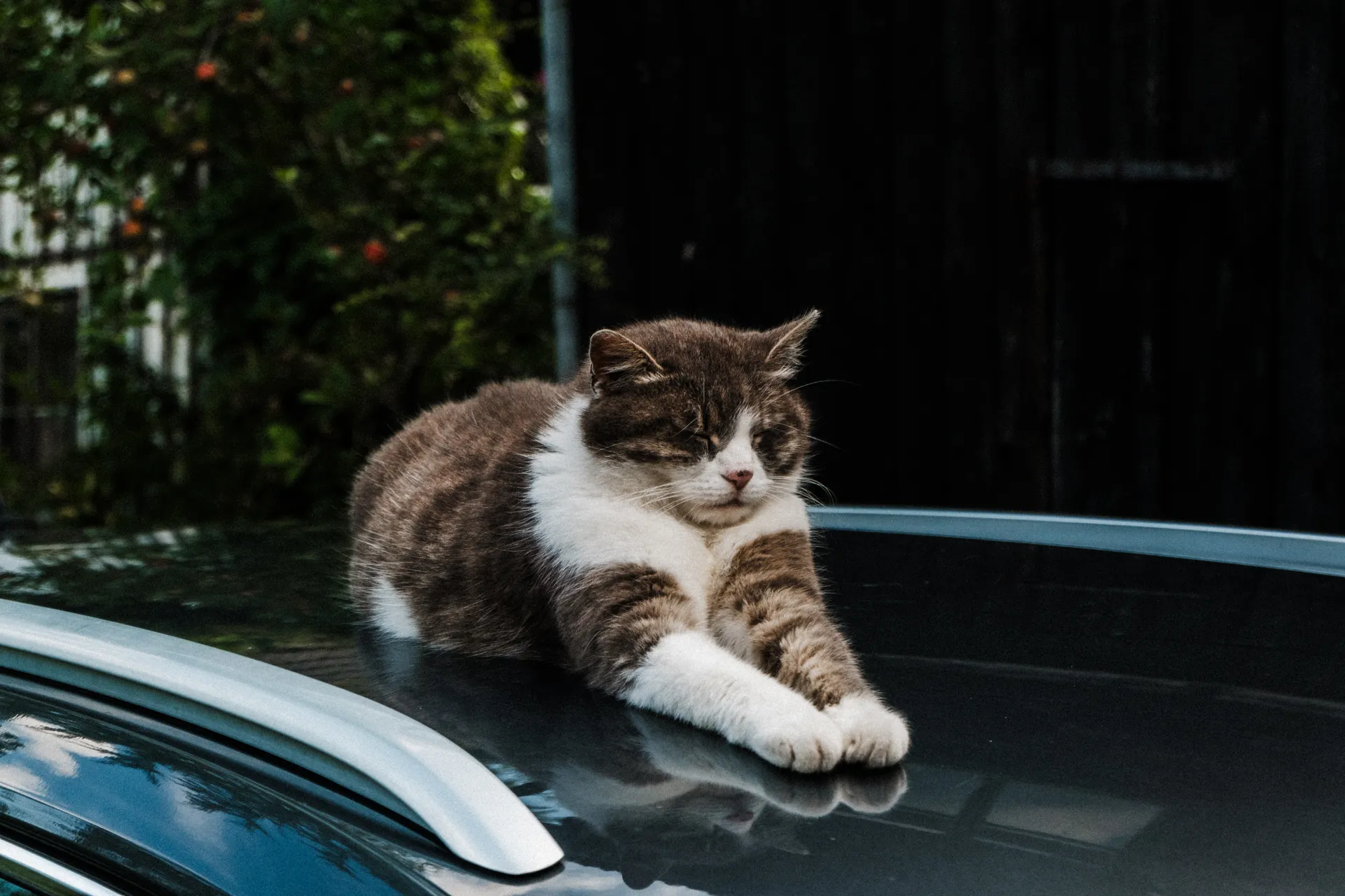 Местный кот